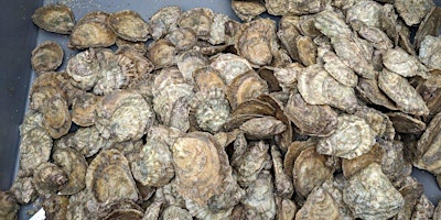 Oyster  Stringing Workshop