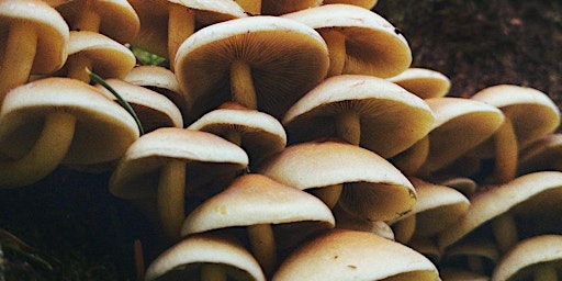 A Taste of Good Medicine: A Culinary & Art Exploration of Mushrooms  primärbild