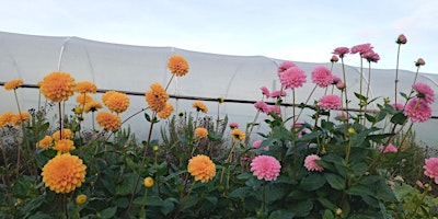 POLYTUNNEL GIG!  primärbild