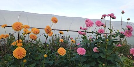 POLYTUNNEL GIG!