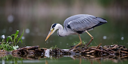 Imagem principal de River Slang - dlr Biodiversity Walk