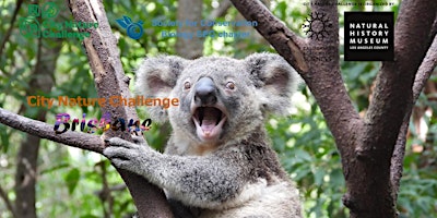 Imagem principal de City Nature Challenge 2024:  Brisbane, SCB SEQ Guided Walk