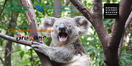 City Nature Challenge 2024:  Brisbane, SCB SEQ Guided Walk
