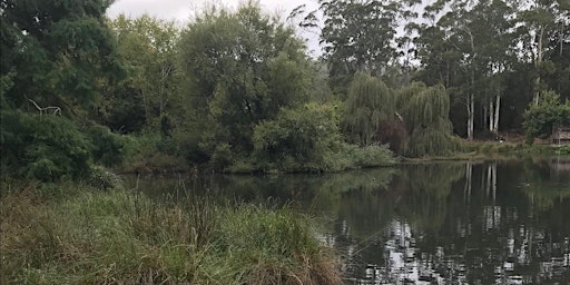 Spring Ramble- Guided Forest Therapy Walk. primary image