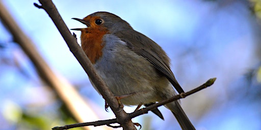 Imagem principal de Dawn Chorus Event at Warwickshire Moor Local Nature Reserve