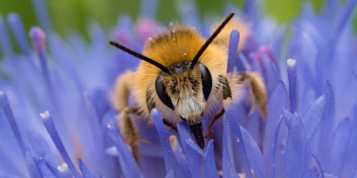 Imagem principal do evento Praktische Maßnahmen zum Insektenschutz im eigenen Garten