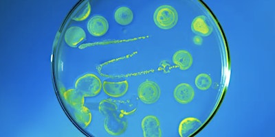 Imagem principal de Ecology and evolution of antibiotic resistance in bacterial pathogens