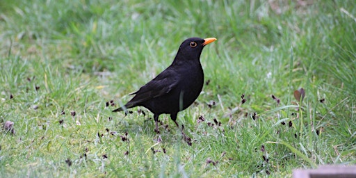 Dawn Chorus in Burleigh Wood