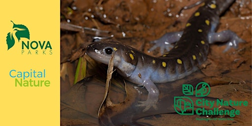 Hauptbild für City Nature Challenge: Nocturnal Naturalists at Bull Run Regional Park