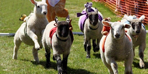 Primaire afbeelding van Sheep Racing and Family Fun Day!