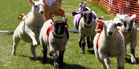 Sheep Racing and Family Fun Day!