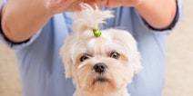 Hauptbild für Reiki with Animals.