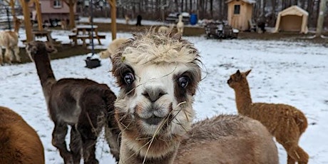 Mother's Day Weekend - Tea with the Alpacas