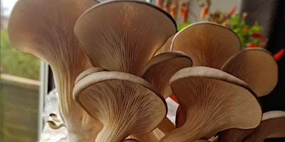 Primaire afbeelding van Beginners Mushroom Growing Workshop