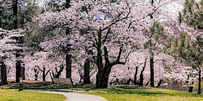 Imagem principal do evento High Park Cherry Blossom Hike