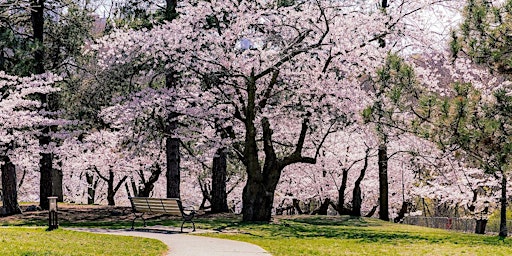 "SOLD OUT" High Park Cherry Blossom Hike primary image
