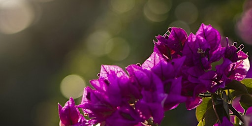 Imagem principal de Photo Walking Tour in Sitges