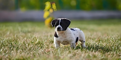 Immagine principale di Warm meeting, hand in hand home - Pet Adoption Day grand opening 