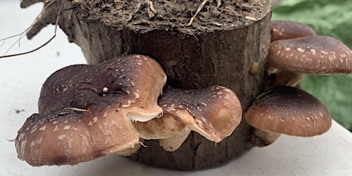 Friday Culinary Mushroom Log Workshop