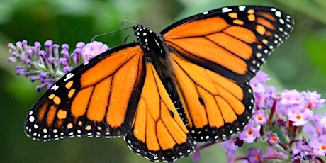 Butterfly Bookmarks