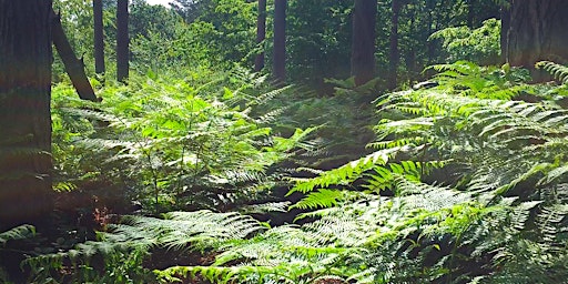 Hauptbild für Healing Sound & Vocal Tai Chi | Day Retreat - Hertfordshire