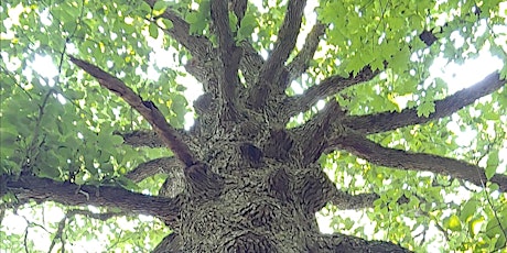 Tree Identification Hike with Susannah Beckett