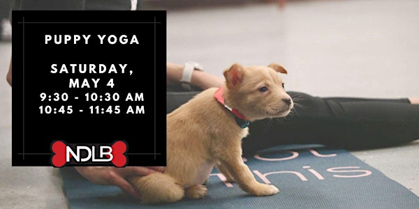 Puppy Yoga with No Dog Left Behind (Session 1)
