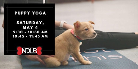 Puppy Yoga with No Dog Left Behind (Session 2)
