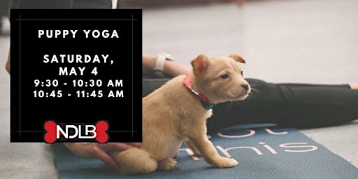 Imagem principal do evento Puppy Yoga with No Dog Left Behind (Session 2)