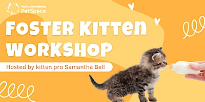 Imagem principal de Foster Kitten Workshop