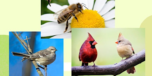 Imagen principal de Family Friendly: Bugs, Birds, & Butterflies Family Day