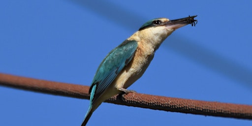 Hauptbild für Month Of May Bird Tour