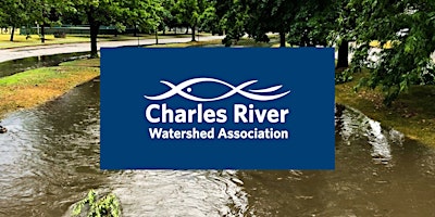 Hauptbild für Cheesecake Brook: Community updates on restoration planning and stormwater