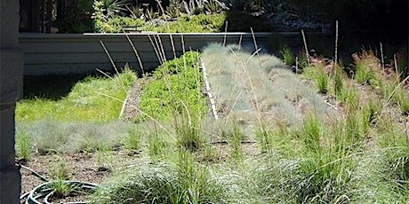 California Grasses: Morphology, Horticulture, and Ecology with Ella Andersson primary image