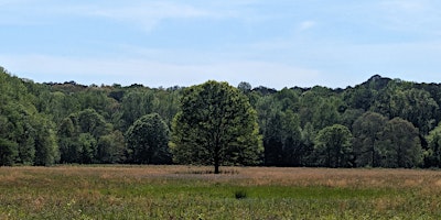 Being In The Forest primary image