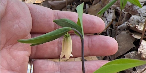 Imagem principal do evento Blossom Ephemeral Wildflower Walk with Remnant Earth Collective