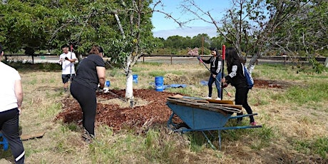 Historic Orchard Workday with Master Gardeners of Santa Clara County