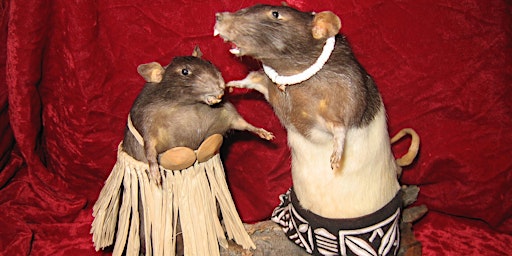 Imagem principal do evento "Stuff It!" Rat Taxidermy class with Beth Allen