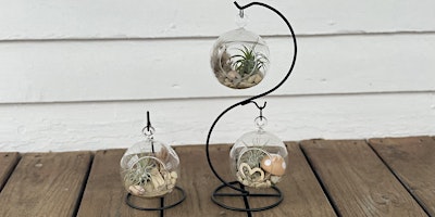 Air Plant Terrarium Workshop primary image