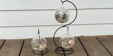 Air Plant Terrarium Workshop