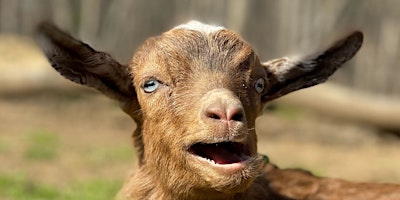 Baby Goat Shower  primärbild