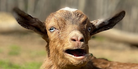 Baby Goat Shower