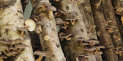 Forest-grown shiitake mushroom production for diversified farms & startups primary image