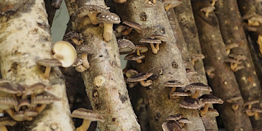 Immagine principale di Forest-grown shiitake mushroom production for diversified farms & startups 