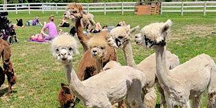 Yoga with Alpacas primary image