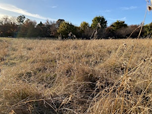 Ainslie Volcanics Grasslands Native Planting Event