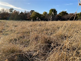 Ainslie Volcanics Grasslands Native Planting Event primary image