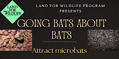 Image principale de Going Bats about Bats: Create and install a microbat house