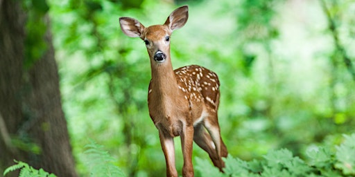 Imagem principal do evento Workshop: "Gardening Mistakes I've Made With Deer-Resistant Plants"