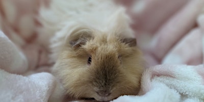 RSPCA Halifax Furry Friends Open Day primary image